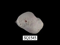 藏品(紫口珊瑚螺)的圖片